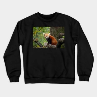 Cute Red Panda Crewneck Sweatshirt